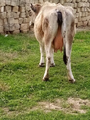 inek fermasi: Salam südverən İNƏK. 6.7 LİTİR SÜD VERİR YAĞLI SÜDÜ VAR DİŞlİ CAVAN — 12