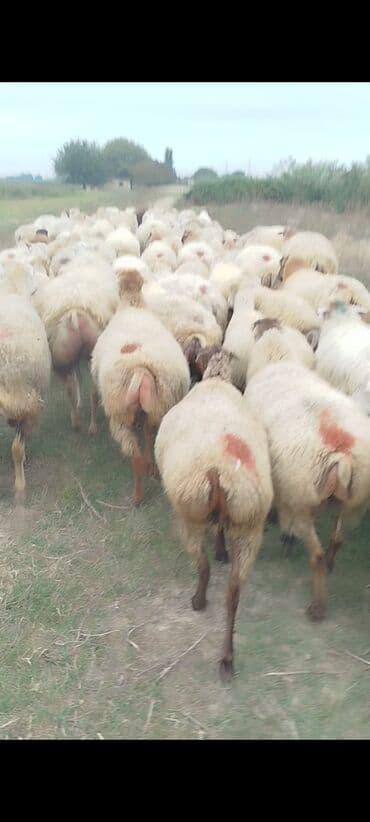 bakida cins ineklerin satisi: Dişi, il: 1, 50 kq, Damazlıq, Ünvandan götürmə — 6