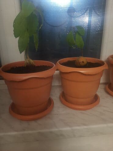 Bitki dərmanları: Məhsul: Qabda avokado tingləri

1 eded 25 azn — 1