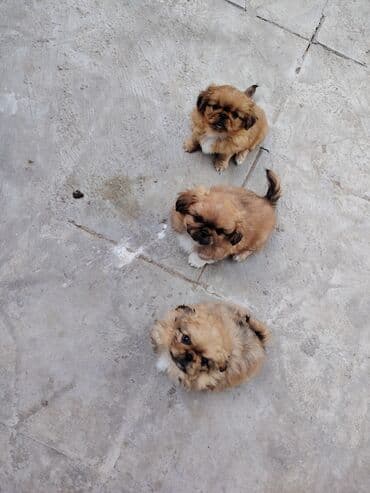передержка собак баку: Pekines, 2 ay, Ödənişli çatdırılma — 1