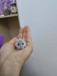 Gəmiricilər: Cunqariklar satılır. 2 həftəlikdikər. Anadan ayrıla bilərlər. 2 erkek — 6