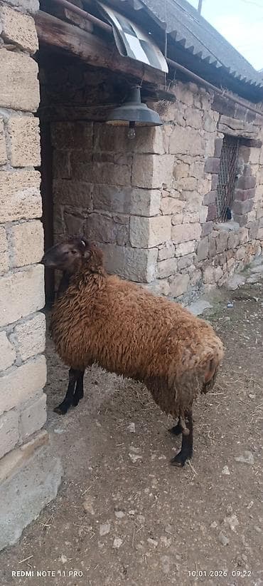 ucuz dana: Erkək, il: 1, 60 kq, Damazlıq, Ünvandan götürmə — 7