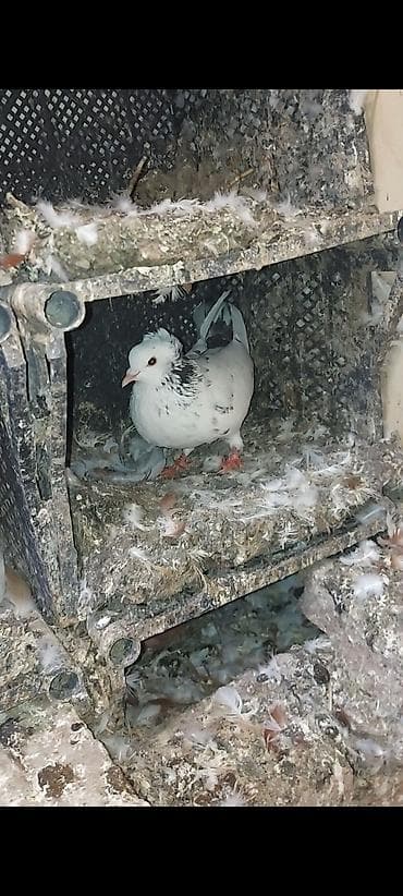 gence quşlar: Əbrəş boyun fason kəkilli erkəkdi . Tam sağlam qızğın erkəkdi cavan — 3