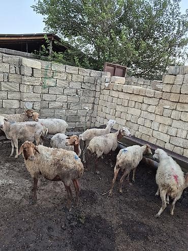 gence itler: 12 baş Qoyun içində şişəydə var– ana və gənc başlar - Növ: yerli — 6