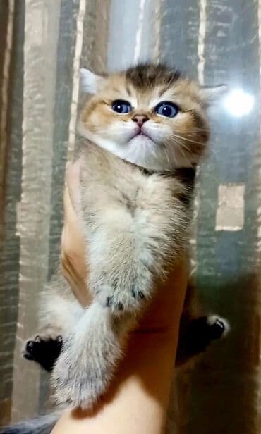 qırqovul balası: Britan, Dişi, Yaxşı əllərə, Ünvandan götürmə — 6