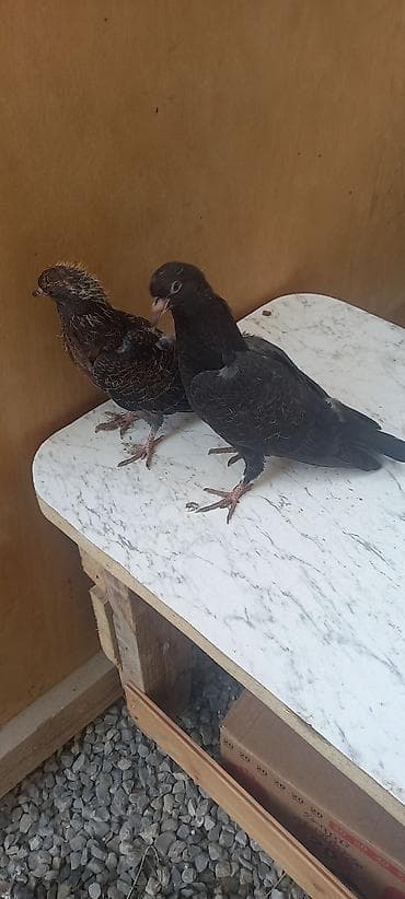 ucuz goyərcinlər: Qaralar satilir hamisi həyətdən çixma balalardi real aliciya endirim — 8