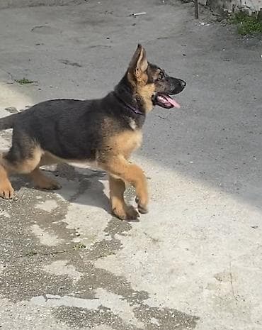 alman afcarkasi bala: Alman çoban iti, 3 ay, Peyvəndli, Ünvandan götürmə — 2