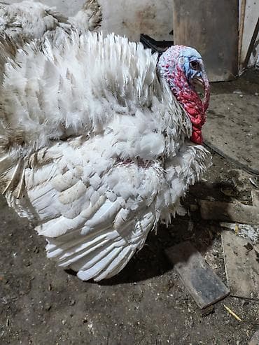 Stavropol hinduska xoruzu.1yasi var.unvan zig kendi lalafo.az -da Stavropol hinduska xoruzu.1yasi var.unvan zig kendi