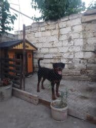 guclu itler: Rotveyler, 10 ay, Erkek, Sənədli, Ünvandan götürmə — 7