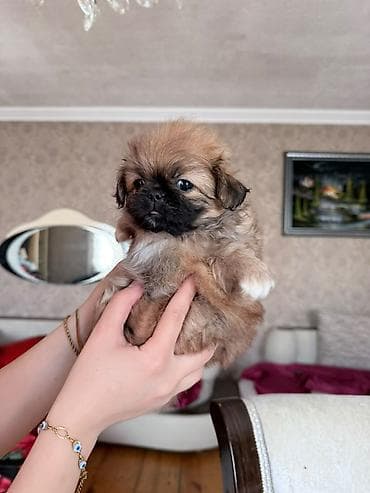 ucuz ev itləri: Pekines, 2 ay — 3