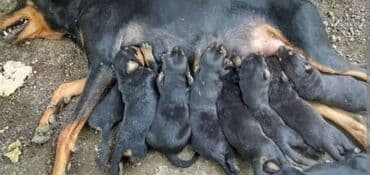 dovsan sekilleri: Rotveyler — 4