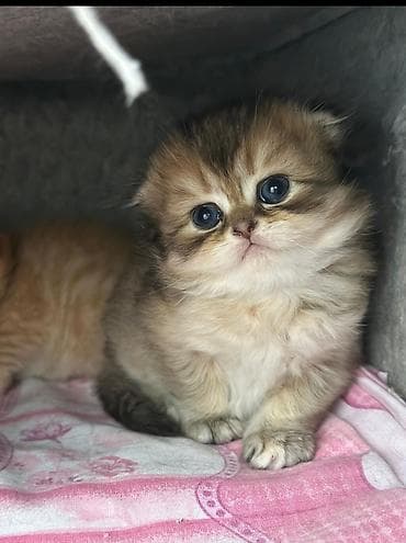 Pişiklər: Britan yastı qulaq, Erkək, Dişi — 2