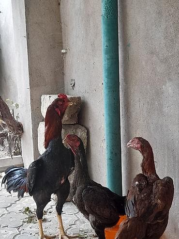 11 Ayliq Xoruz 10 aylıq fərələr başı çıxan adam narahat etsin qiymət