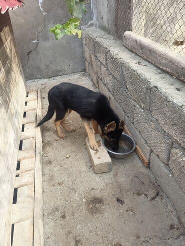 bakıda it satışı: 4 ay, Dişi, Ünvandan götürmə — 2