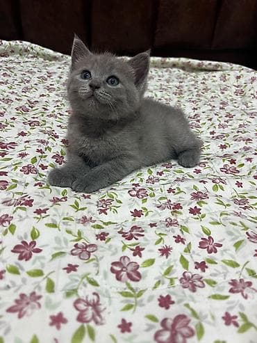 1aylıq dişi pişik satılır qum terbiyesi var çox uyğun qiymete lalafo.az -da 1aylıq dişi pişik satılır qum terbiyesi var çox uyğun qiymete