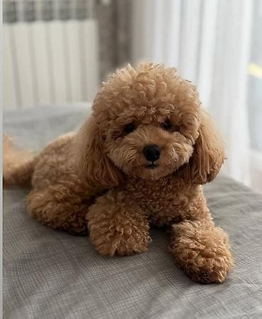 toy pudil: Pudel, 4 ay, Dişi, Peyvəndli, Ödənişli çatdırılma — 5