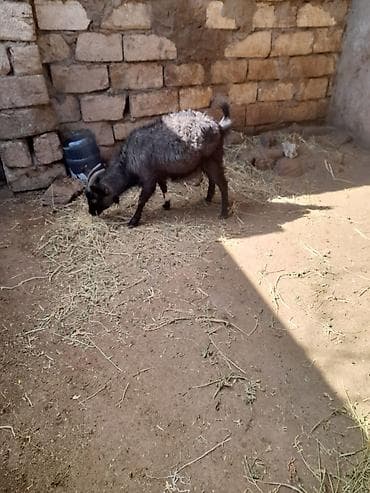 Gəmiricilər: Dişi, il: 1, 30 kq, Damazlıq, Ünvandan götürmə — 2