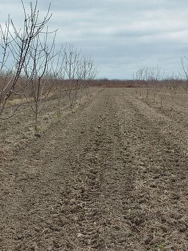kiraye ile satilan evler: 100 sot, Kənd təsərrüfatı, Mülkiyyətçi, Kupça (Çıxarış) — 5