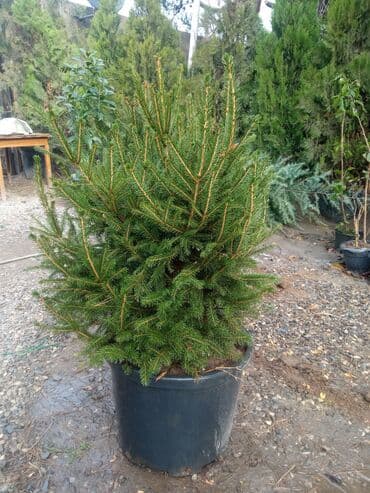 sumax ağacı: Yeni il şamları Pixta və Kremlovski təbii şamlar dibçəkdə topdan en — 22