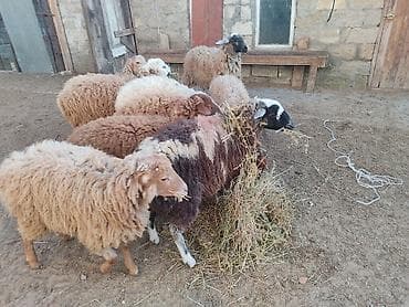 Digər heyvanlar: Erkey qoyunlar 8 eded hamsi erkeydi — 9