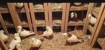 quş adları: Tecli satlir qimzi sari nislar riyal alclar buyursun optvoy satlir tek — 3