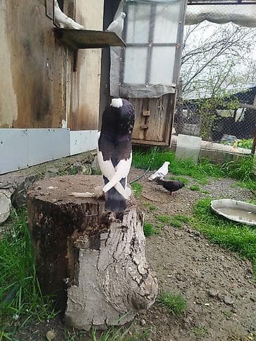 itlerin satisi ve qiymetleri: Cins: Şişin sinəli, tüklü pəncəli göyərçin . super damazliq şişman — 3