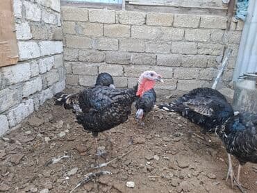 saanen kecisi qiymeti: Satış üçün hinduşka sürüsü - Növ: Qara rəngli, naxışlı lələklərə — 4