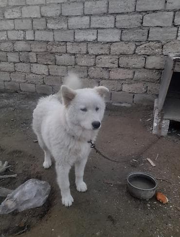 Samoyed, 10 ay, Erkek