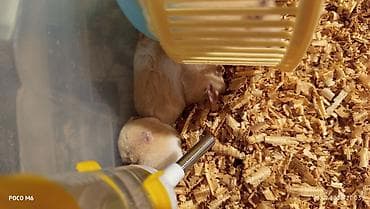 Qum rəngli xəzli balaca hamsterlər(Suriya) - Növ: dekorativ hamster — 2