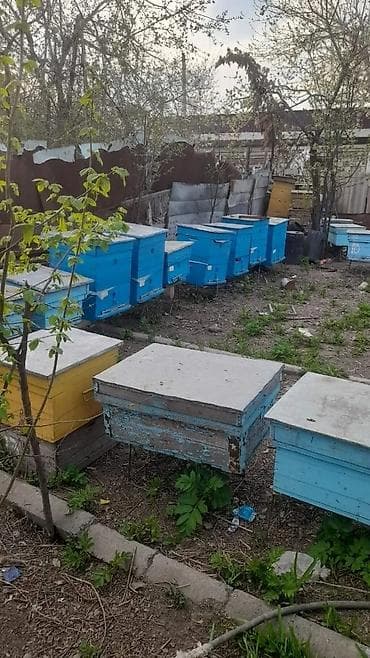 turac quşu qiyməti: Karnika sort.arı ailəsi satılır.
Mingəçevirdəki — 1
