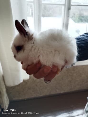 mal yemi: Salam anqor dekerativ aslanbaş karlik balalari evdə saxlanan dovşan — 5