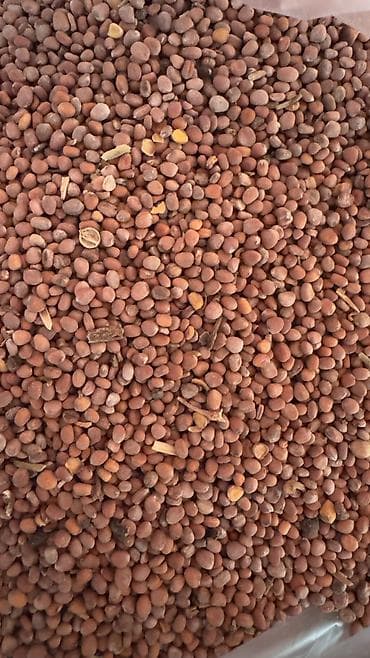 zire bitkisi: ✨ 4 Mövsüm ✨ 🌱 Artıq evinizdə və bağçanızda təbii, dərmansız və — 5