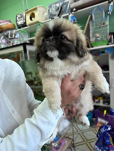 it xaski: Pekines, 2 ay, Dişi — 1