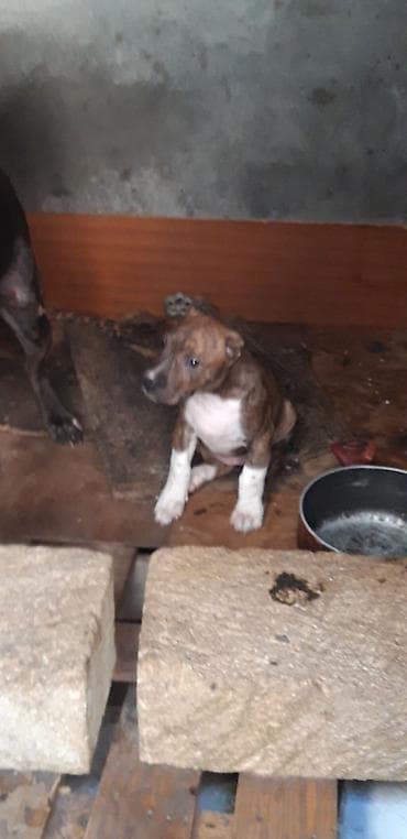 avcarka balası: Pitbul, 2 ay, Dişi, Peyvəndli — 3