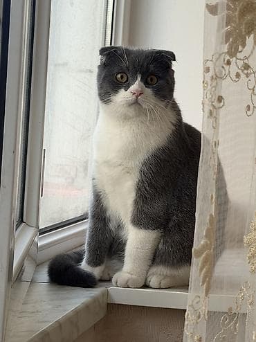 Шотландская, Самец, Для вязки, Бесплатная доставка