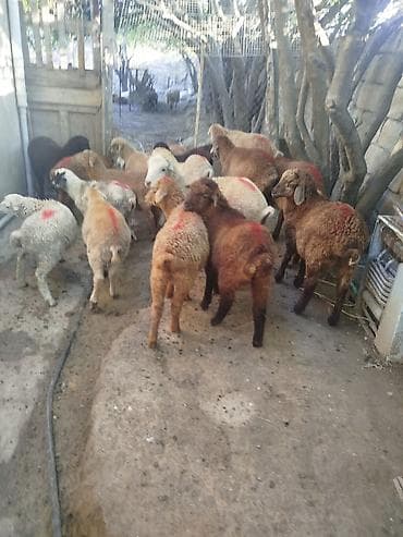 Quzu sürüsü satılır - Növ: yerli qarışıqlı ətlik quzular - Təxmini lalafo.az -da Quzu sürüsü satılır - Növ: yerli qarışıqlı ətlik quzular - Təxmini