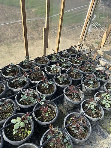 Саженцы деревьев: Dibçəkdə qızılgüllər satılır. Böyük dibçək 4 azn orta 3 azn kiçik — 3