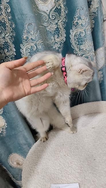 pişik pişik: Sarı olan 70 silver şişila ise 130 za Skottiş Fold/Skottiş Straight — 5