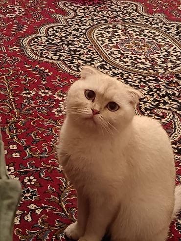 Şotland yastı qulaq