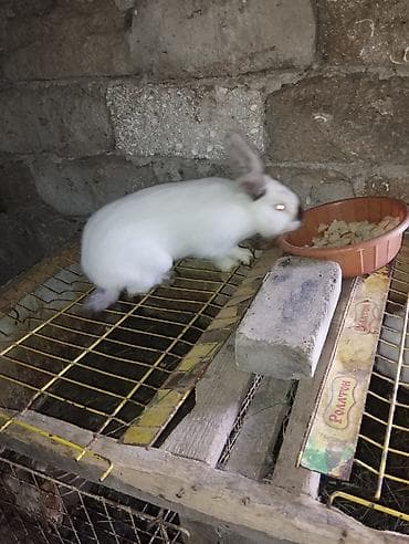 etlik cuceler: Ağ rəngli dovşanlar – yetişdirmə və ev heyvanı üçün - Rəng: tam ağ — 3