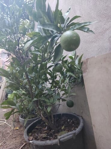 Agaclar limon🍋 mandalin apersin kinkan fexo diger agaclarda mövcudur lalafo.az -da Agaclar limon🍋 mandalin apersin kinkan fexo diger agaclarda mövcudur