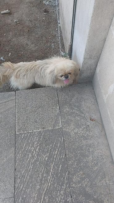 İtlər: Pekines, 1 il, Erkek, Peyvəndli, Ünvandan götürmə, Ödənişli çatdırılma, Rayonlara çatdırılma — 1