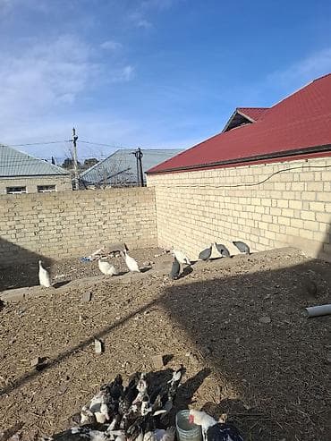 bulbul quşu: Məhsul: Hind toyuqları (Qvineya quşları) – müxtəlif rənglər Təsvir: - — 3