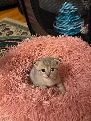 Şotland yastı qulaq