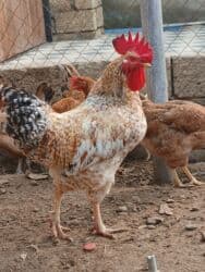 Inəklər, öküzlər: Məhsul: Xoruz Təsvir: - Güclü, iri bədən quruluşu, hündür daraq və — 1