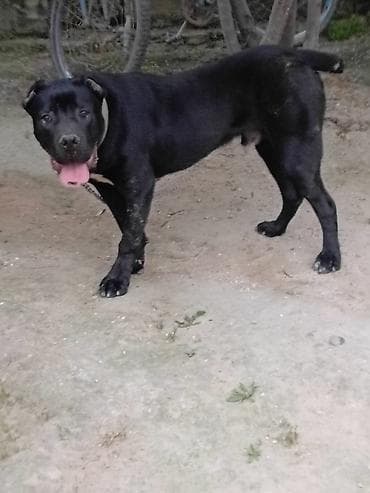 Kane-Korso, 5 ay, Erkek, Ünvandan götürmə