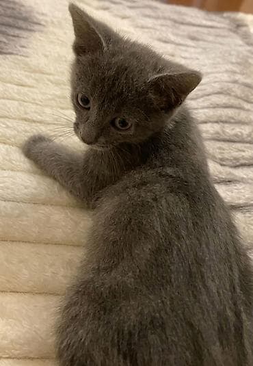 pisik: Erkək, Yaxşı əllərə — 2