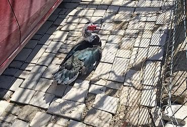 ördek qaz: Erkək, | Lal ördək, Damazlıq — 2