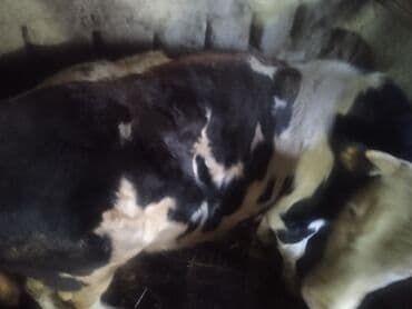 inekler ucar: Satılır: 2 baş cins buğa - Növ: mal-qara (erkək buğa) - Say: 2 baş - — 6