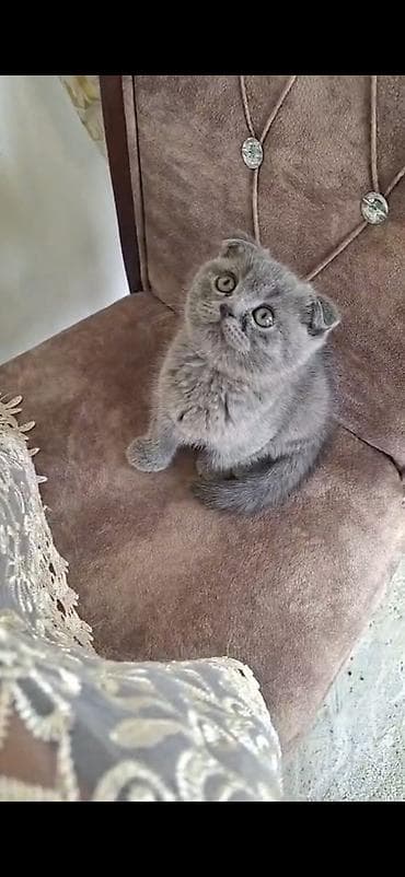 şotlan: Şinşilla, Dişi — 2